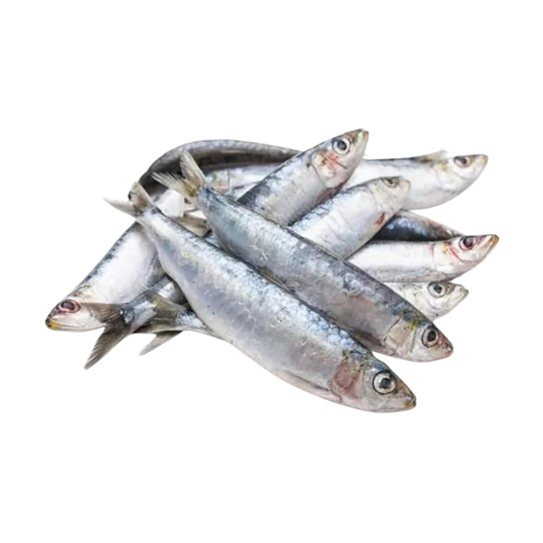 Sardine